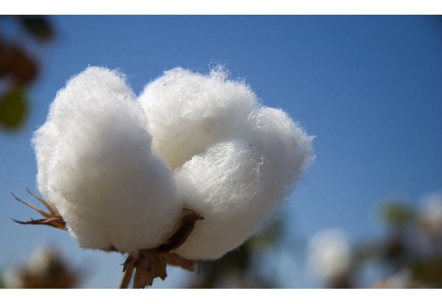 coppia Federe cotone per cuscini