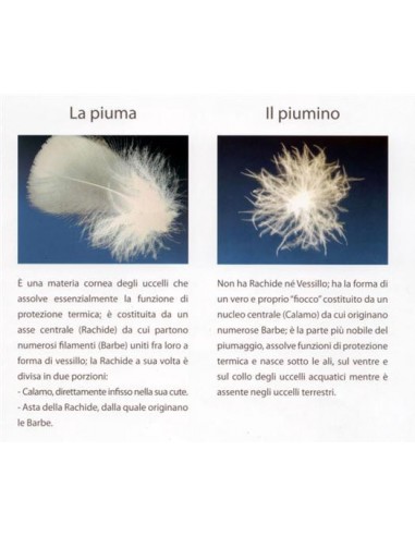 Cuscino Piuma d'oca bianca 100%