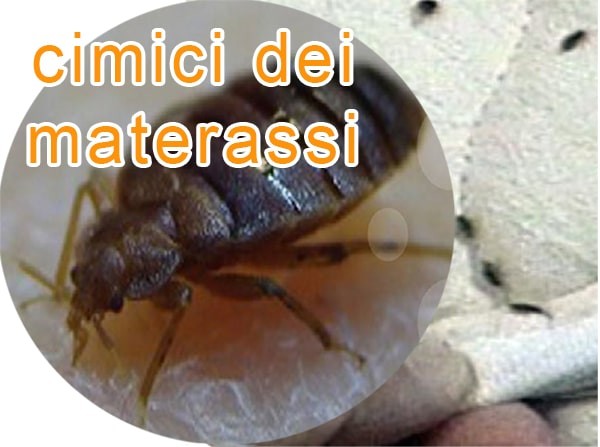 Cimici dei materassi, come NON portarle in casa dalle vacanze