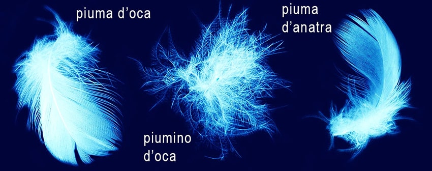 differenza tra piuma e Piumino d'oca